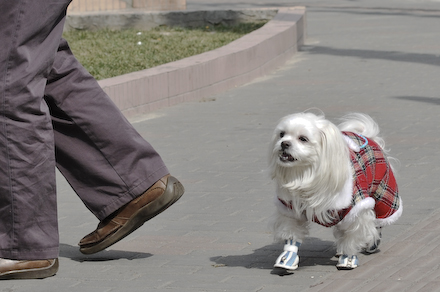 2008-02-23-doggystyle.jpg