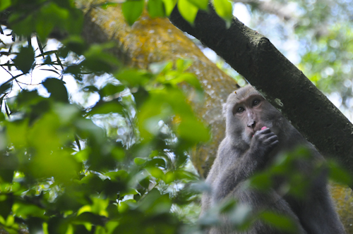 2009-04-18-the-monkey