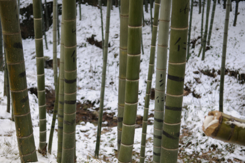 2009-12-29 bamboo