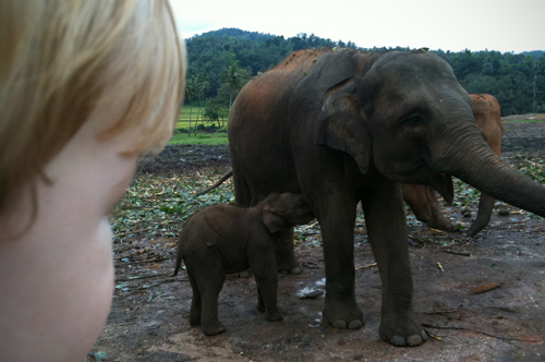 2010-02-11 Sri Lanka elephants