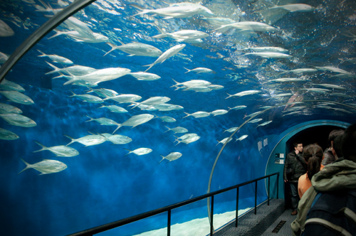 2011-03-06 Shanghai Aquarium-03