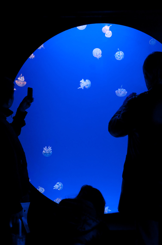 2011-03-06 Shanghai Aquarium-4 2011-03-06 Shanghai Aquarium-4