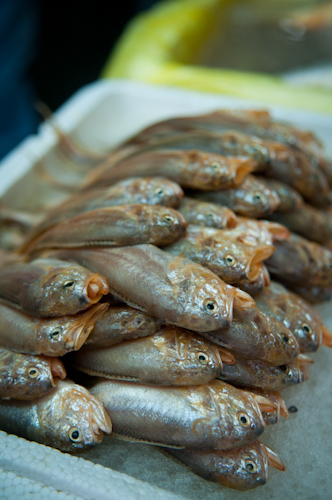 2011-04-03 tong chuan fish market shanghai-4